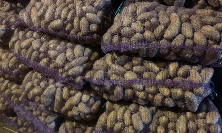 Продается картофель сорт Гренада, Каллет, Беларосса - фото № 1