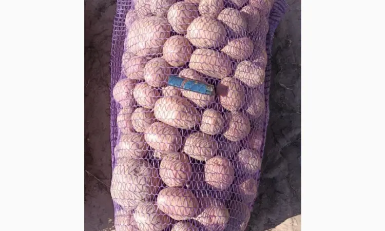 Продам товарный картофель из песка - фото № 1