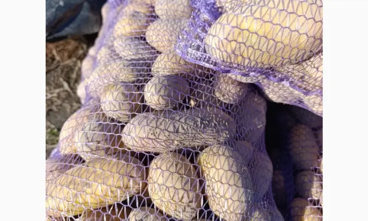 Продам семенной картофель Гранада ll - репродукции - фото № 1