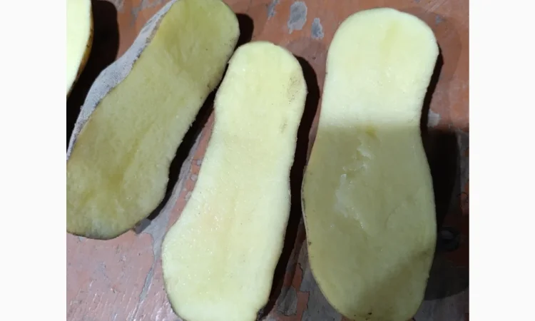 Продается семенной картофель сортов Гранада, Лабелла, Раномі II и III репродукции - фото № 3