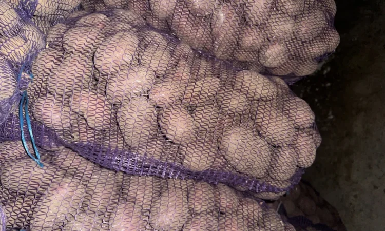 Пропонується картопля різних сортів - фото № 2