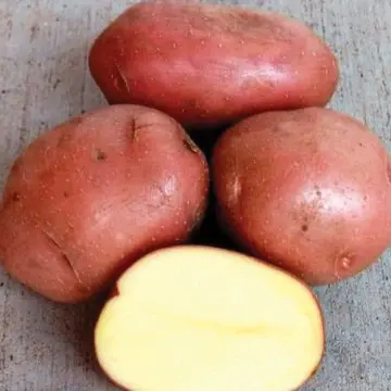 Продам картофель белороса - фото № 1