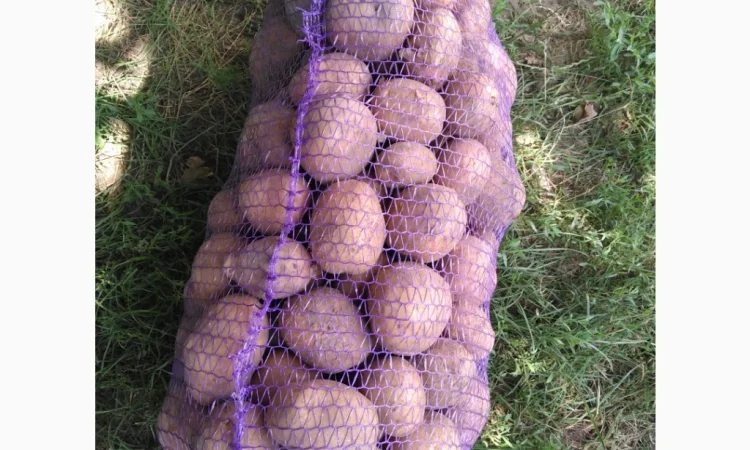 Пропонується товарна картопля сорту Біла роса - фото № 1