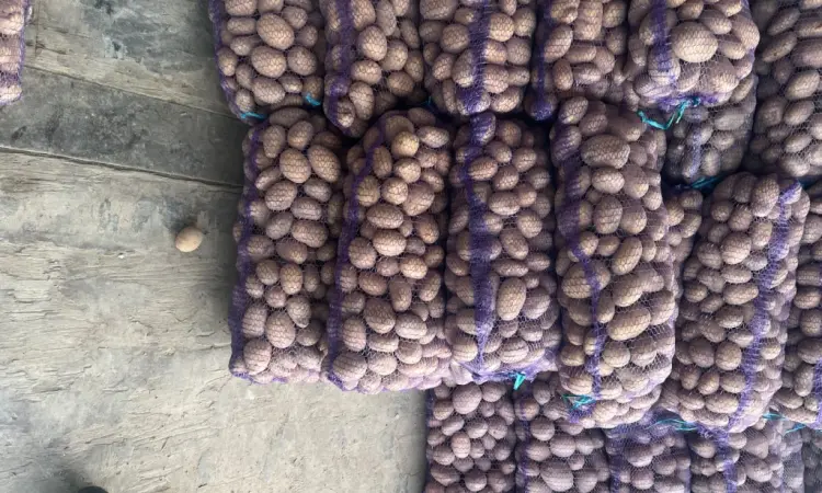 Продам товарный картофель - фото № 1