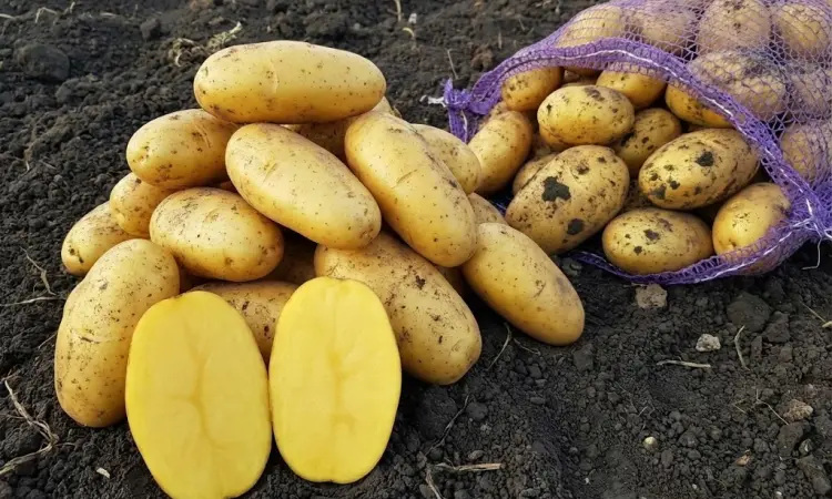 Семенной картофель Гранада 1-2 репродукция - фото № 1