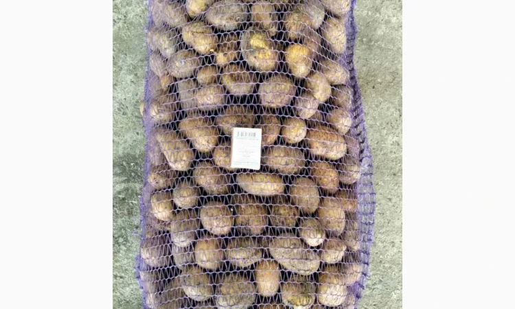 Продажа посадочного картофеля различных сортов - фото № 1