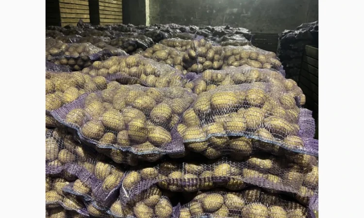 Продается бюджетная картошка - фото № 1