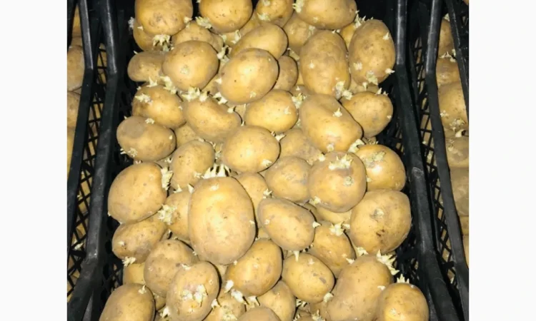 Продажа семенного картофеля 2 репродукция Рів’єра - фото № 1