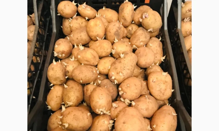 Продажа семенного картофеля 2 репродукция Рів’єра - фото № 3