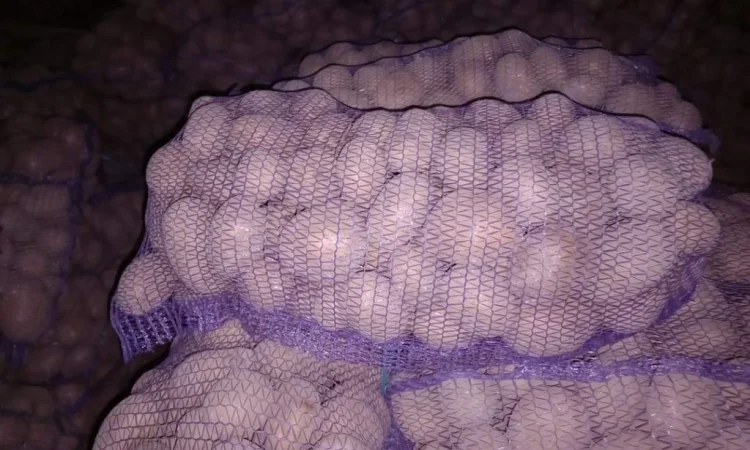 Продается товарная картошка Беллароза - фото № 1