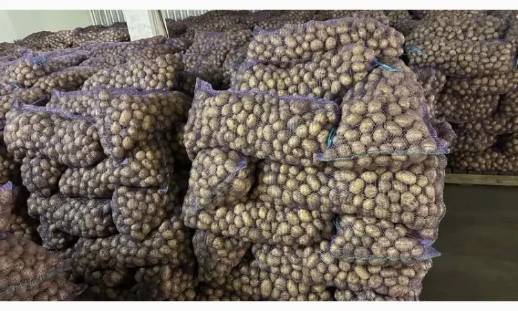 Продам насіннєву картоплю відмінної якості сорт Рів'єра - фото № 1
