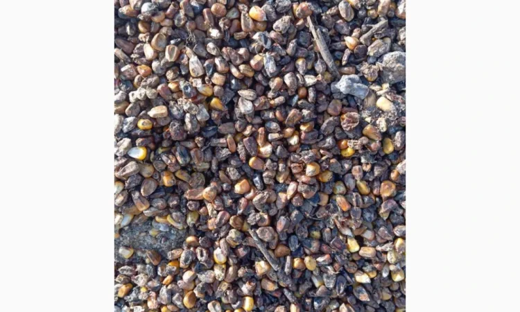 Продается зіпсованная кукуруза - фото № 2