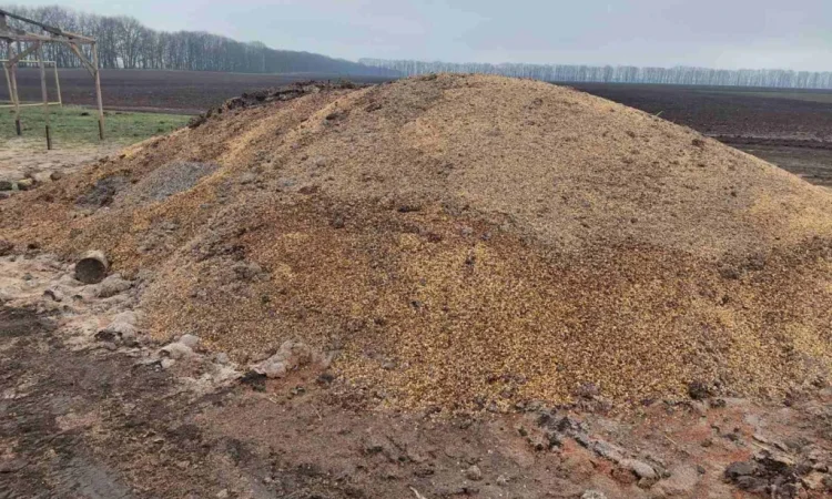 Продается зіпсованная кукуруза - фото № 3