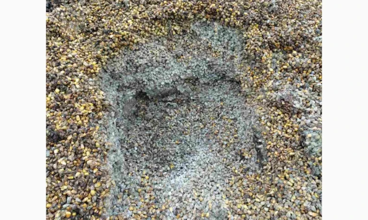 Продается зіпсованная кукуруза - фото № 5