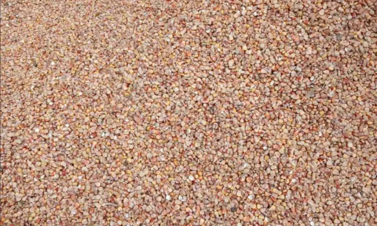 Продается кукуруза для кормления животных - фото № 1