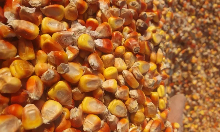 Продается кукуруза и пшеница - фото № 1