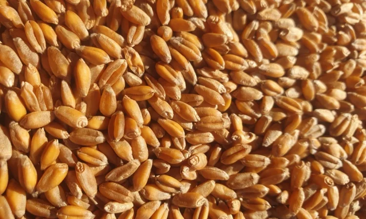 Продается кукуруза и пшеница - фото № 2