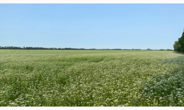 Терміново продається мед коріандру 2025 року - фото № 1