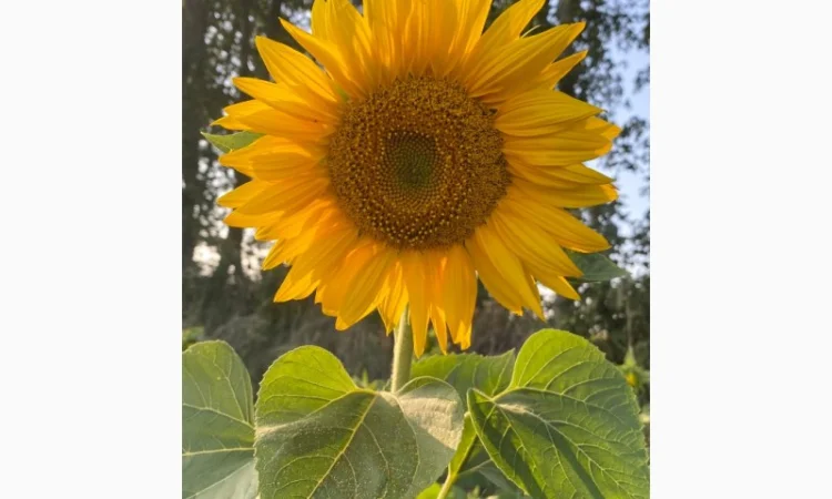 Продается мед и продукты пчеловодства с собственной пасеки - фото № 2