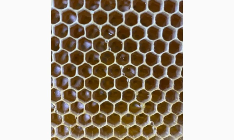 Продается мед и продукты пчеловодства с собственной пасеки - фото № 4