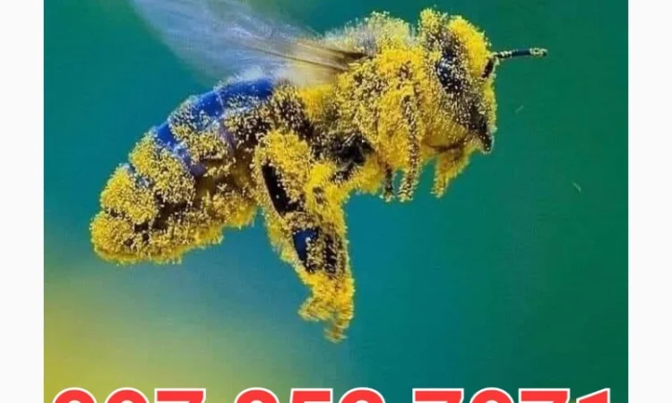 Куплю мед в Луцке и окрестностях - фото № 1