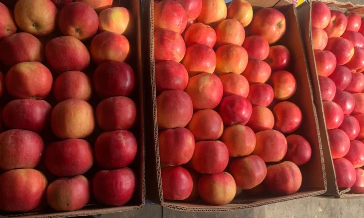 Продаються яблука Айдаред відмінної якості - фото № 1