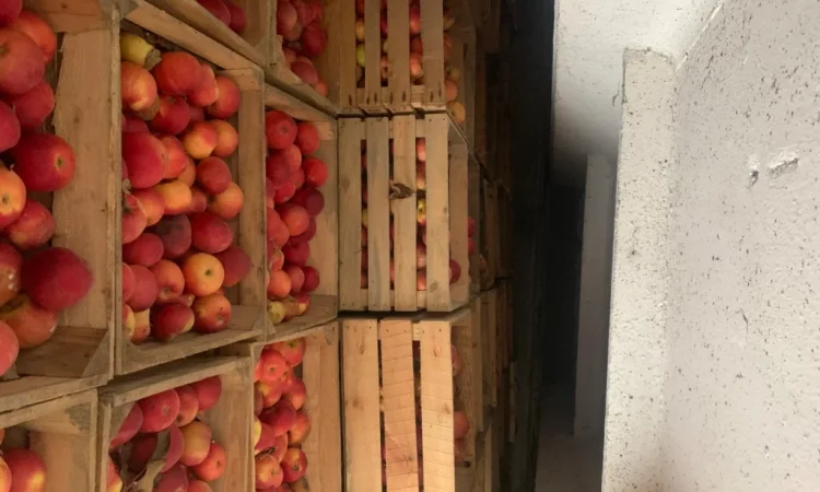Продаються яблука Айдаред відмінної якості - фото № 2