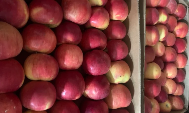 Продаються яблука Айдаред відмінної якості - фото № 3