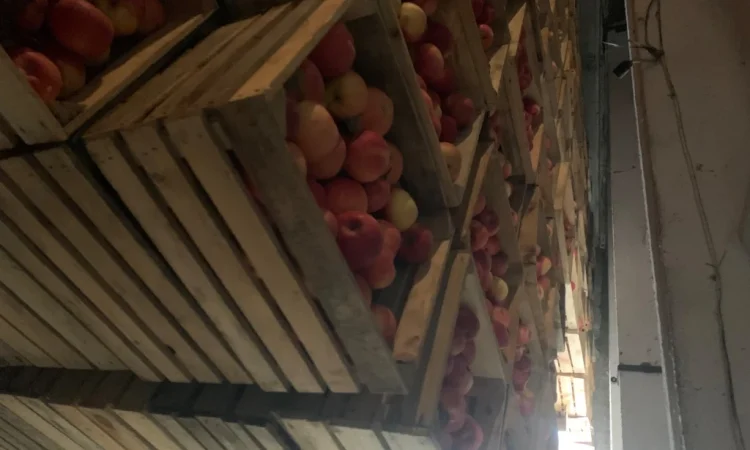 Пропонуються яблука сорту Айдаред - фото № 3