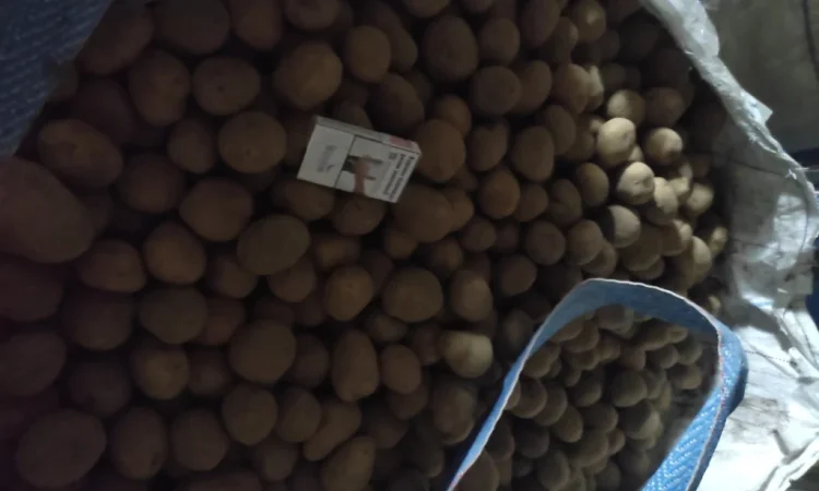 Пропонується насіння картоплі Арізона - фото № 1