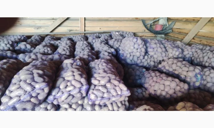 Товарний картопля Шаншай, Белороса та Коннект у продажу - фото № 1