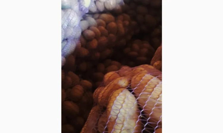 Товарний картопля Шаншай, Белороса та Коннект у продажу - фото № 2