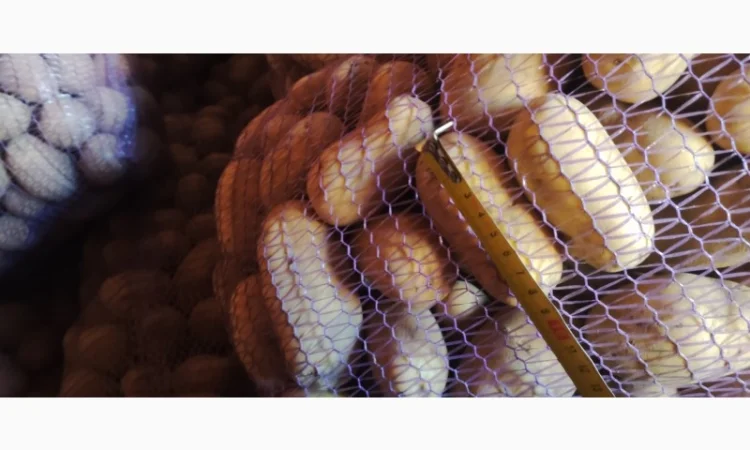 Товарний картопля Шаншай, Белороса та Коннект у продажу - фото № 3