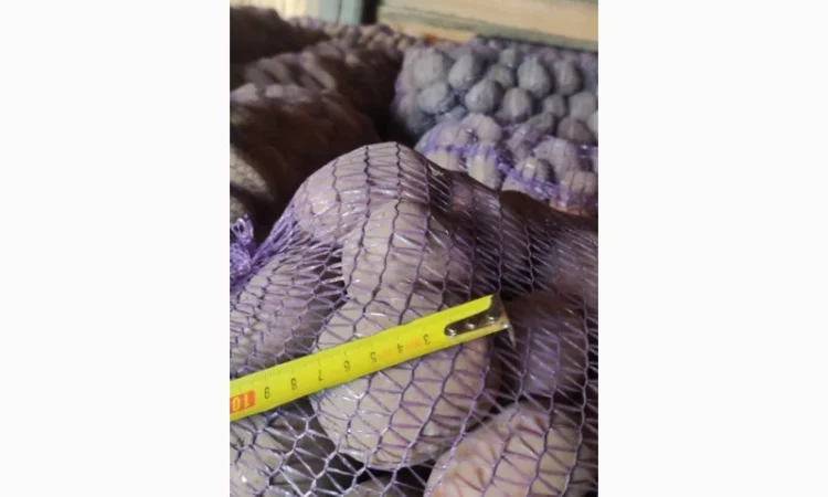 Товарний картопля Шаншай, Белороса та Коннект у продажу - фото № 4