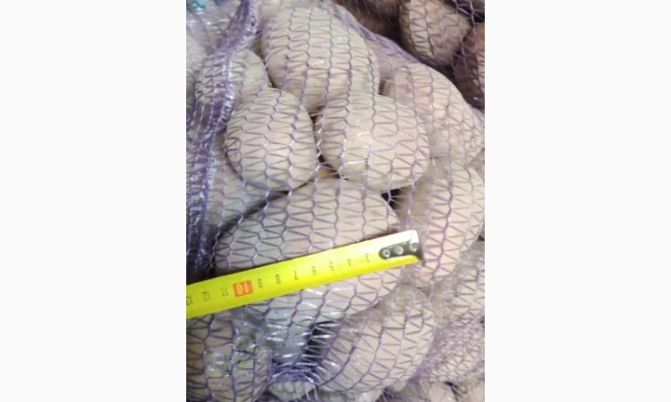 Товарний картопля Шаншай, Белороса та Коннект у продажу - фото № 5