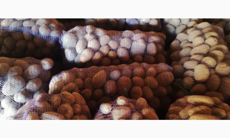 Товарний картопля Шаншай, Белороса та Коннект у продажу - фото № 6