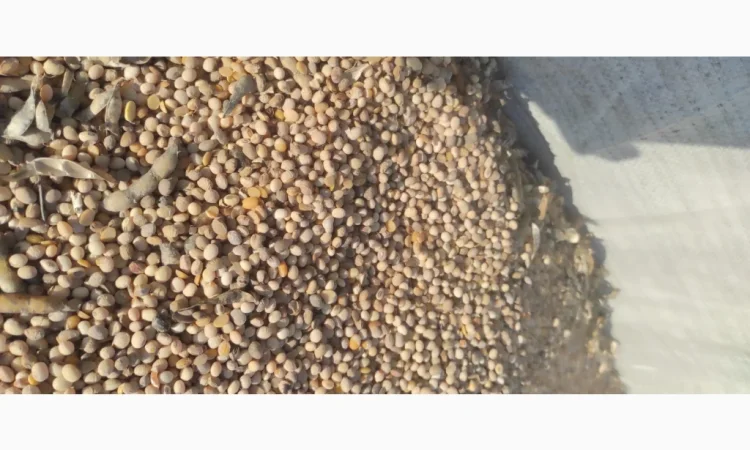 Продается соя высокого качества - фото № 1