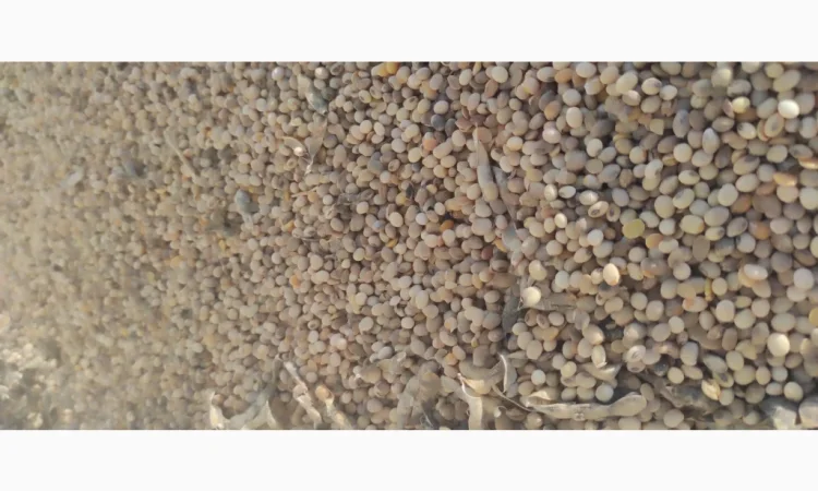 Продается соя высокого качества - фото № 2