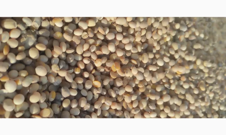 Продается соя высокого качества - фото № 3