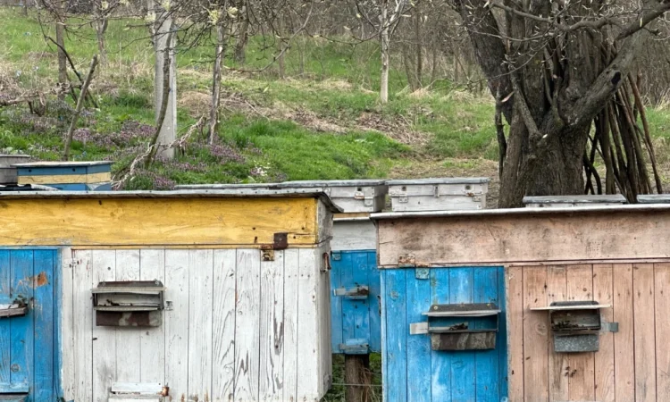 Пропонуються бджолопакети карпатки - фото № 1