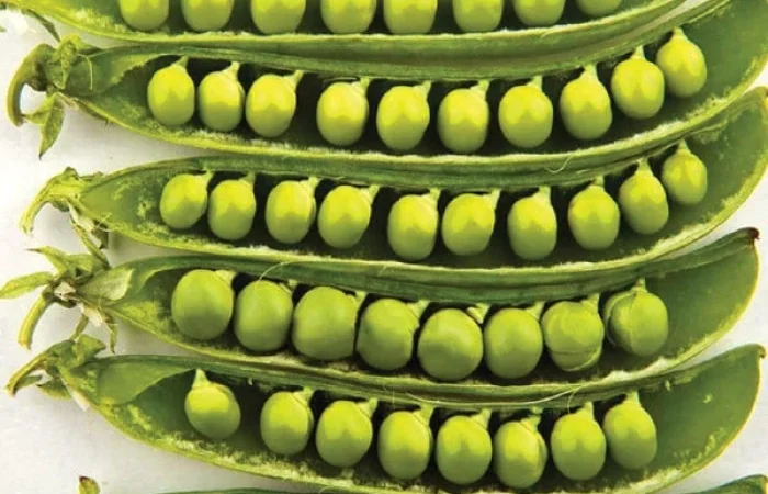 Пропонується насіння солодкого гороху Сомервуд F1 - фото № 2