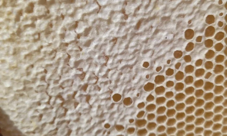 Мед 2025 року, різнотравʼя з соняшником - фото № 2