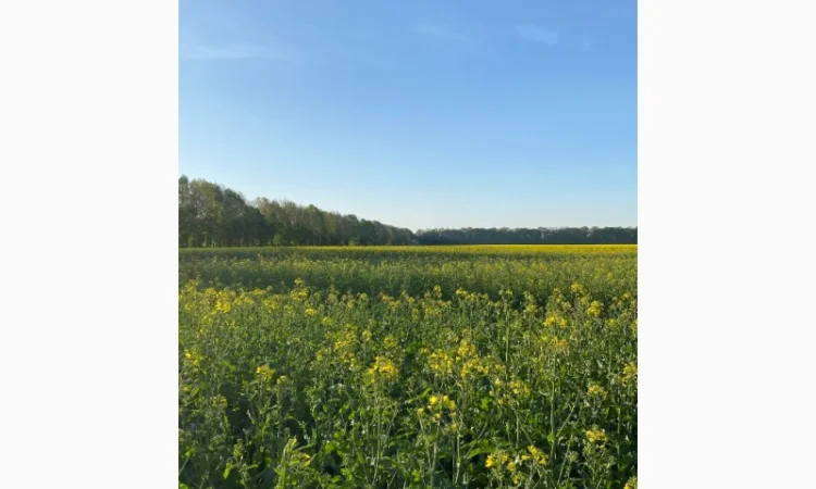 Продается мед рипака 2025 года - фото № 1