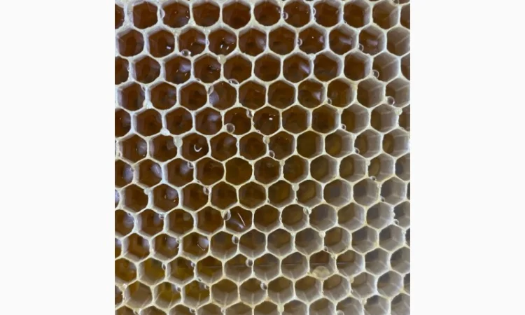 Продается рамка с медом - фото № 1