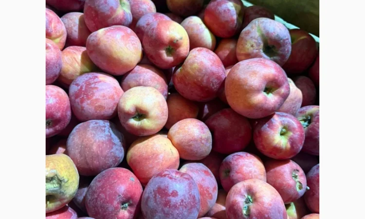 Продаются яблоки различных сортов из холодильника - фото № 4