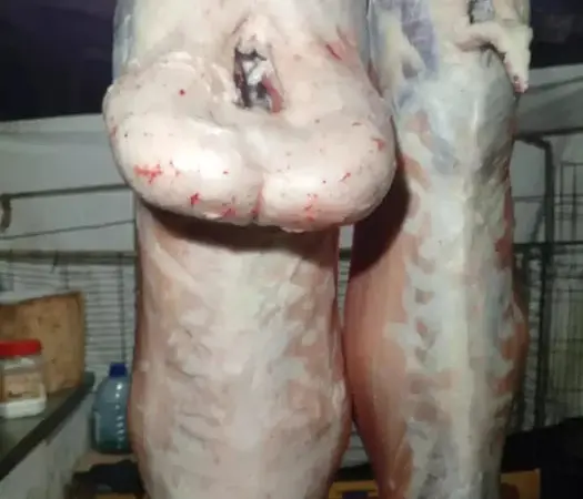 Продам Мясо баранина Халяль - фото № 1