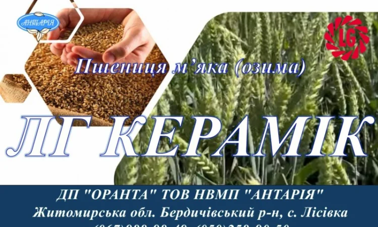 Насіння озимої пшениці ЛГ КЕРАМІК на продаж - фото № 1