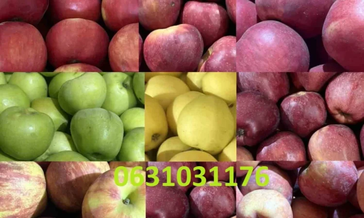 Продаю яблоки различных сортов - фото № 1