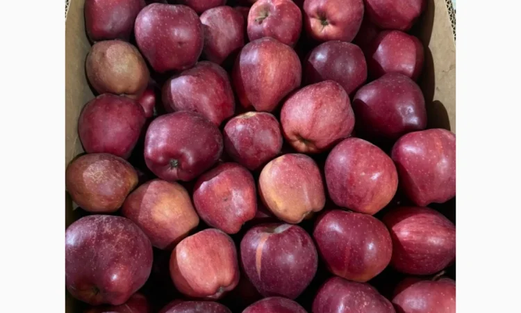 Продаю яблоки различных сортов - фото № 10