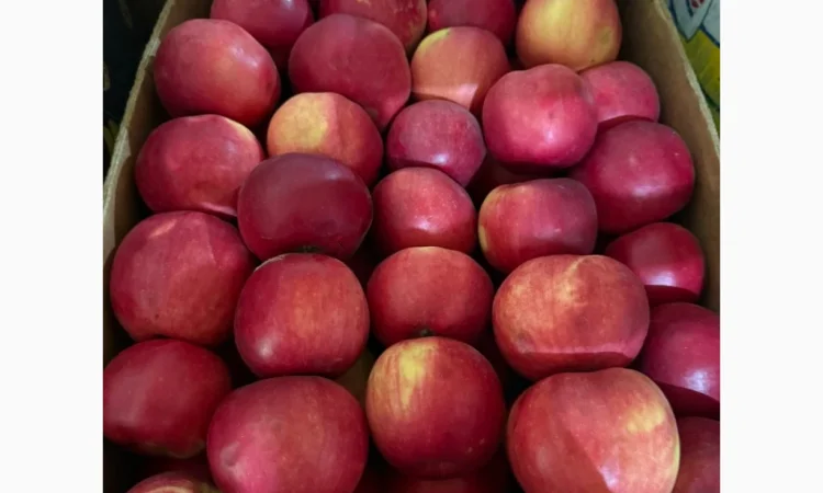 Продаю яблоки различных сортов - фото № 2